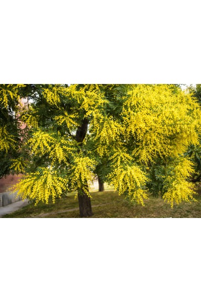 Кельрейтерія волотиста